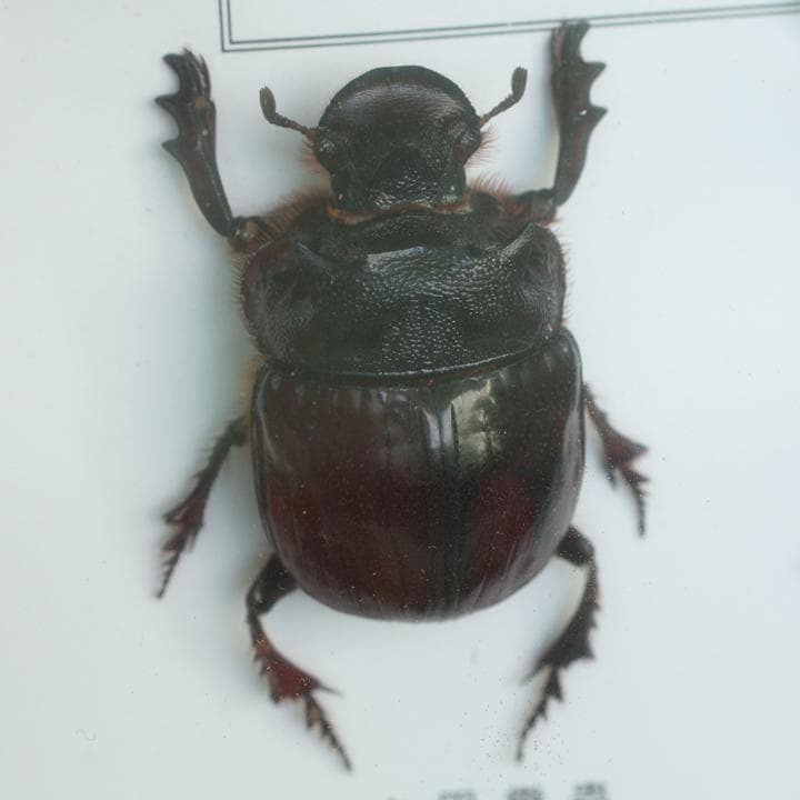 昆虫標本 カブト クワガタ 海外土産 - メルカリ