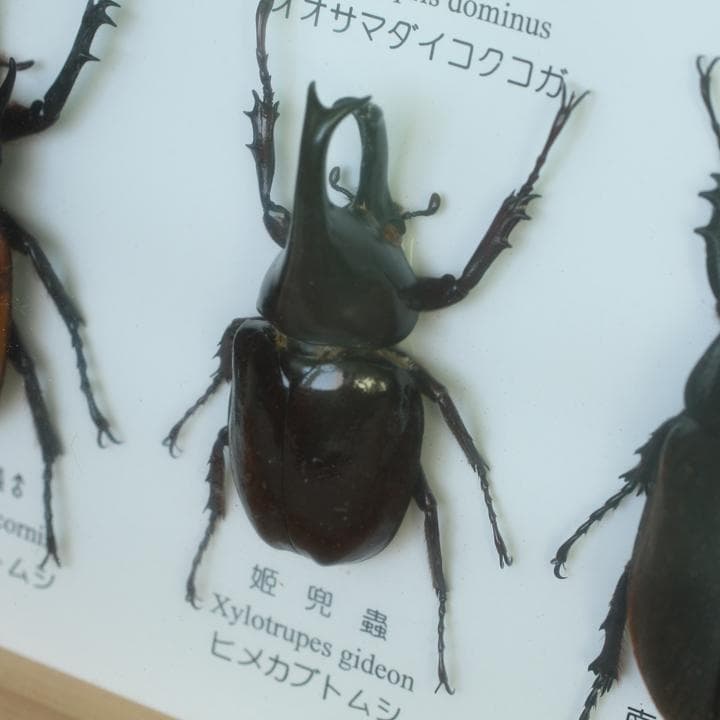 昆虫標本 カブト クワガタ 海外土産 - メルカリ