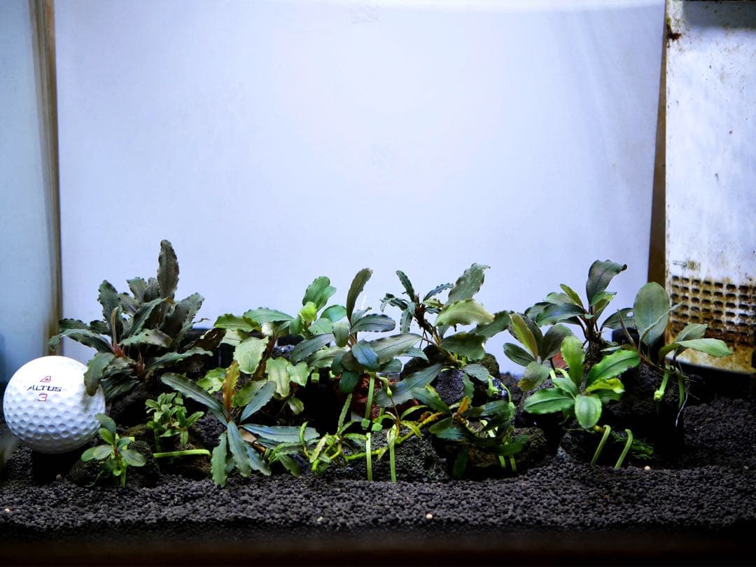 船長 ブセファランドラ１５種１５株、ボルビ、ピンナティフィダ７株計２２株 一点物 Bucephalandra sp. Elegant Blue 大株 2020.7 No.46 | 水草