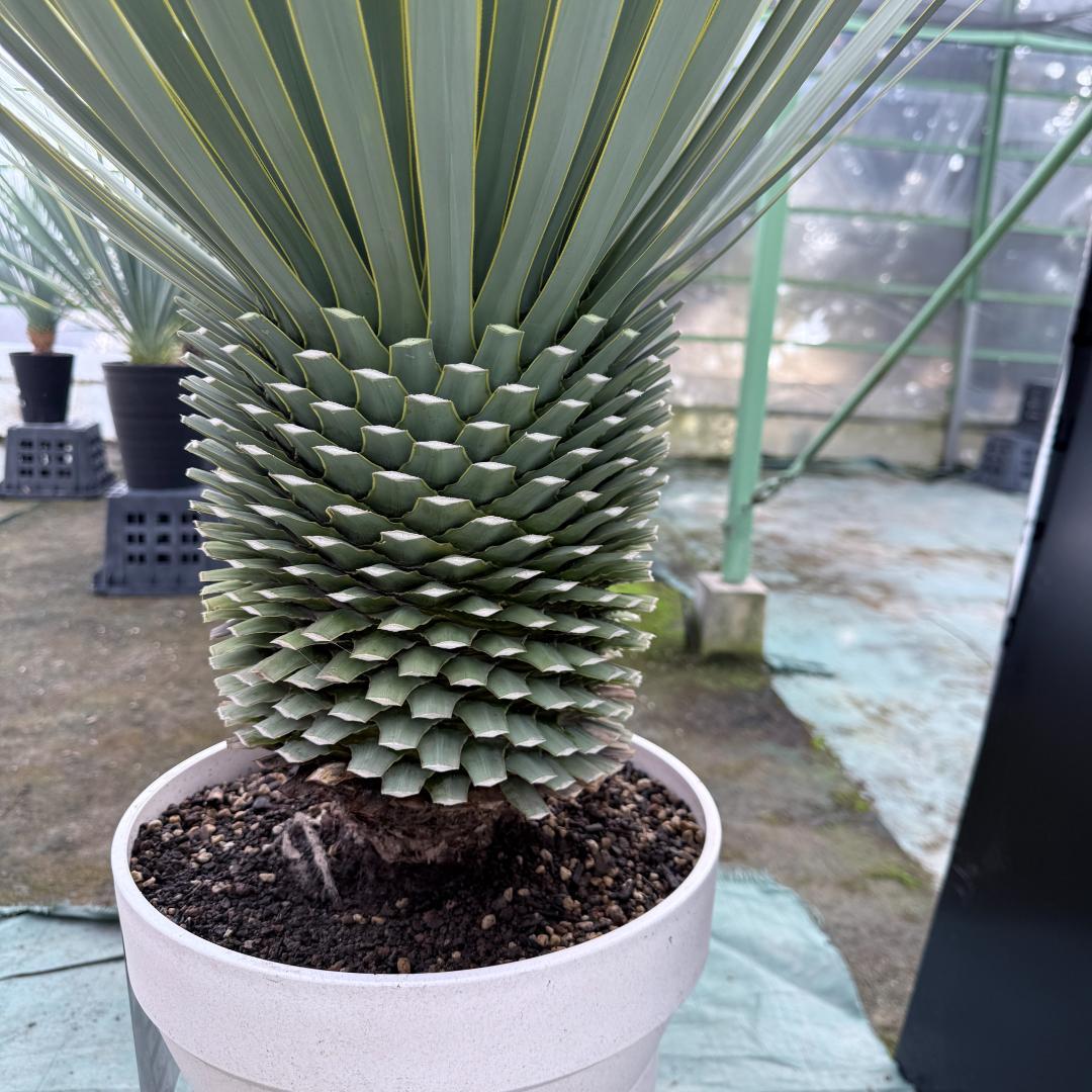 AL-F1166】ユッカロストラータ ホワイト個体【ALBEROホワイト祭り】