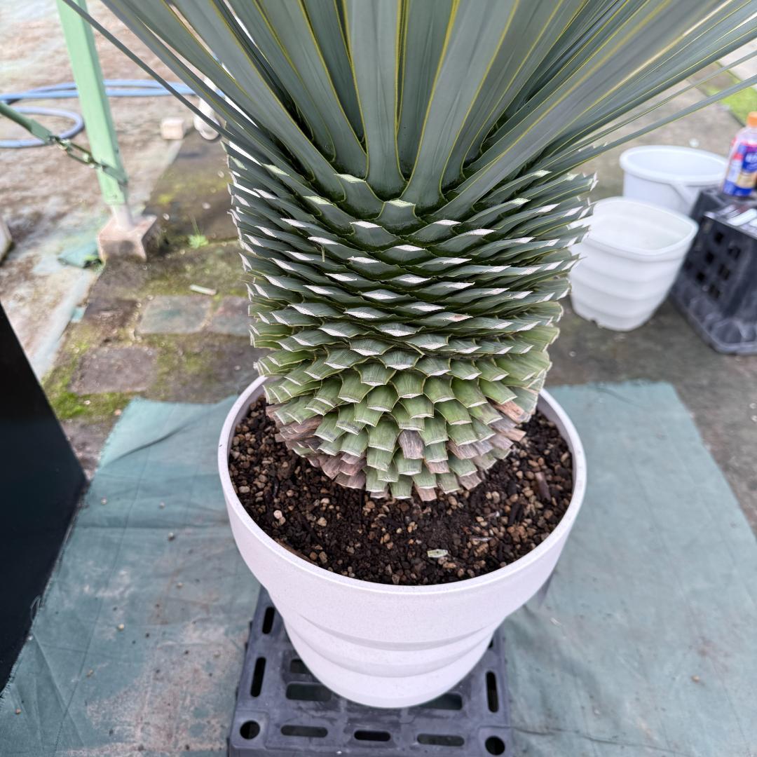 AL-F1166】ユッカロストラータ ホワイト個体【ALBEROホワイト祭り】