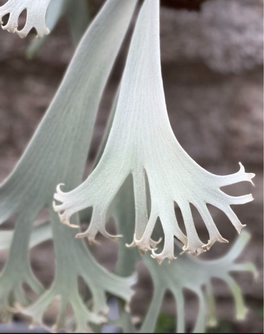 P.willinckii “Shirahoshi” (PUP)