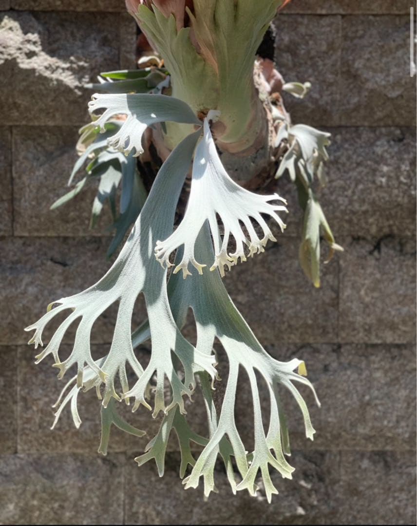 P.willinckii “Shirahoshi” (PUP)