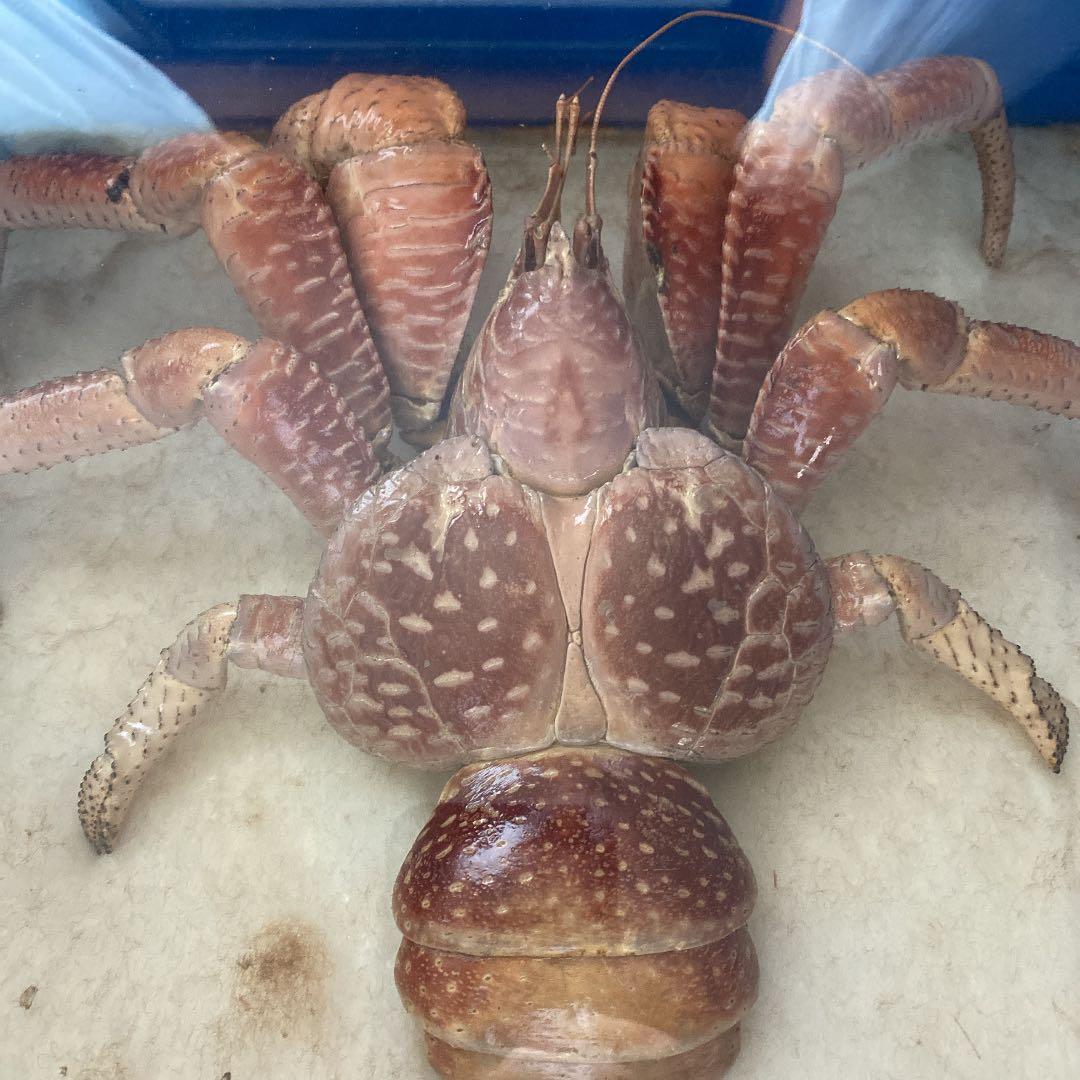 希少 ヤシガニ 標本／剥製 縁起物 - メルカリ