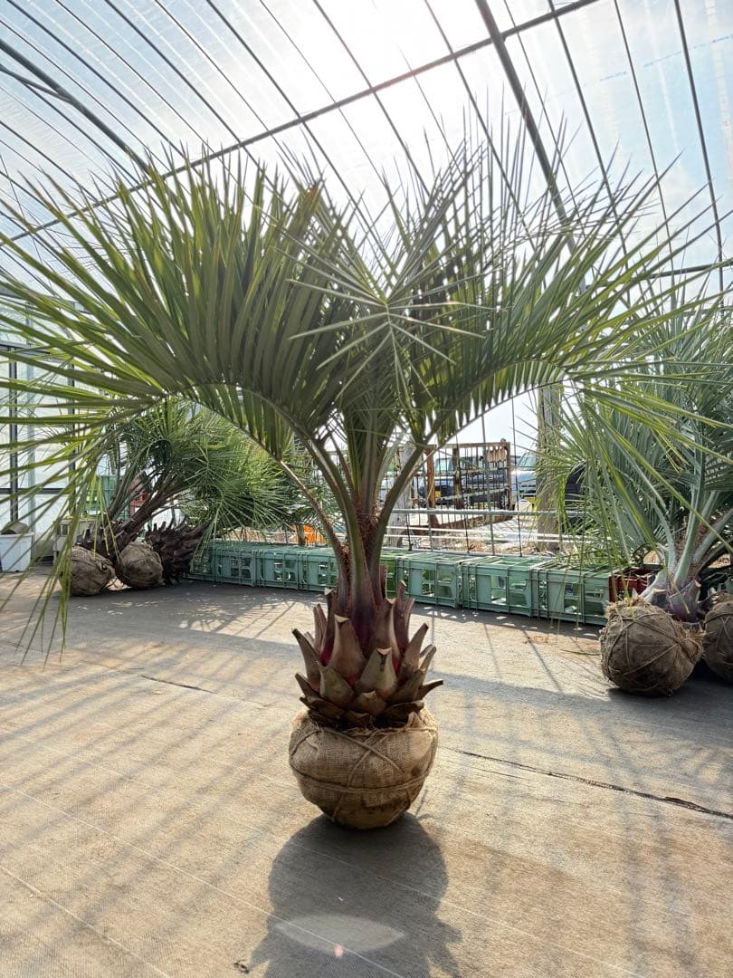 ココスヤシシルバーリーフ【極太】葉先150cm幹回り90cm 幹高40cm