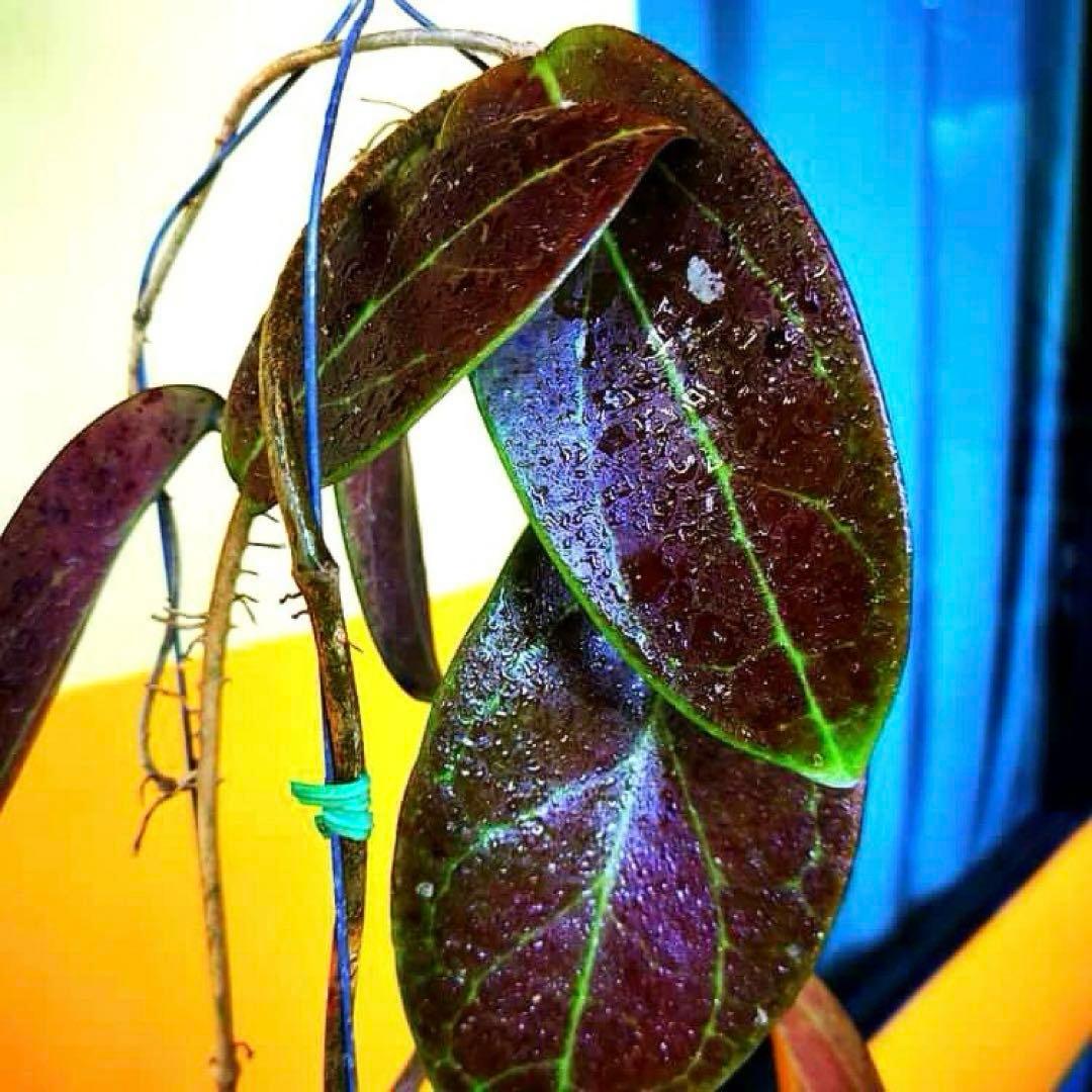 ホヤ ペニーズ トリート【現品・鉢付・タグ付・メルカリ便】