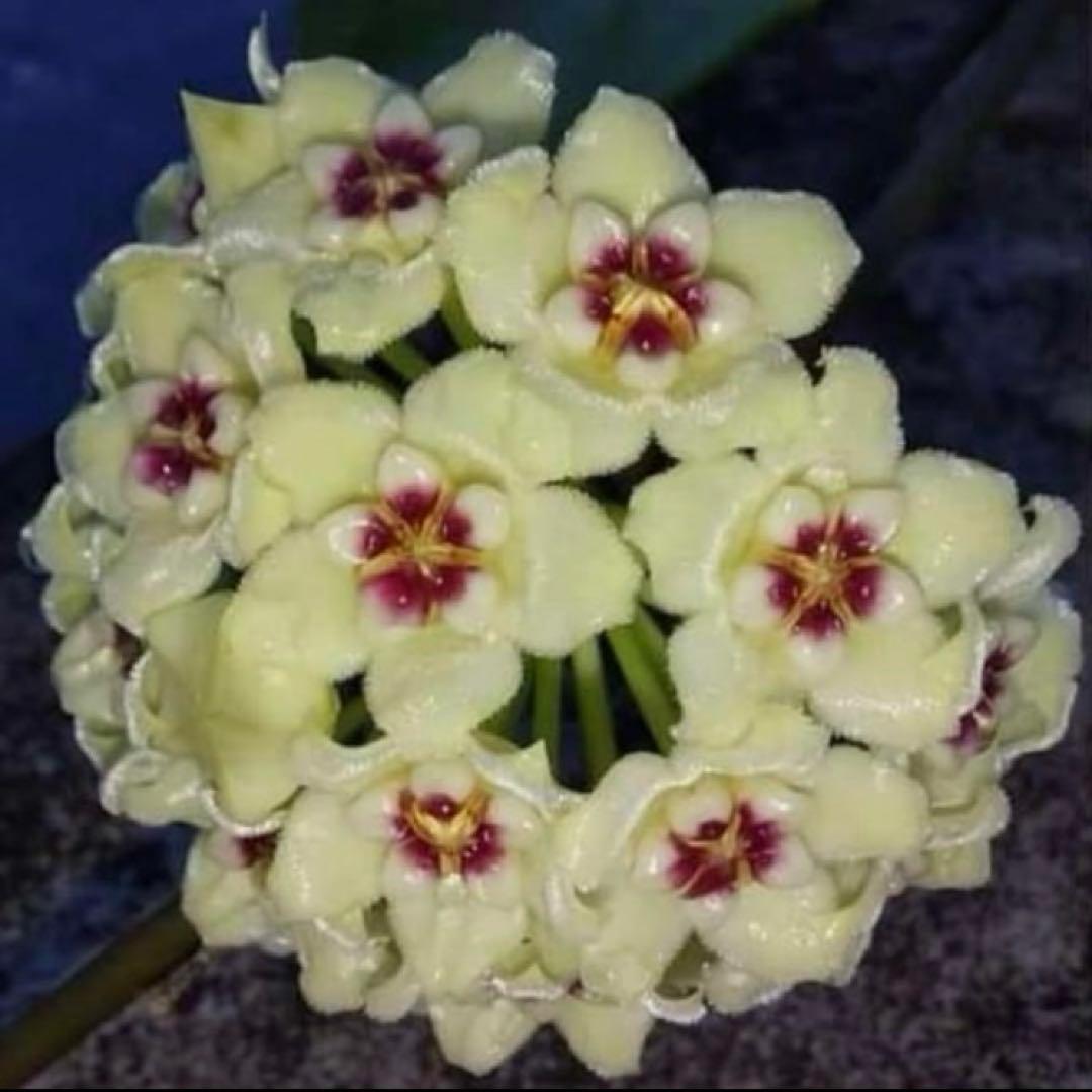 ホヤ ペニーズ トリート【現品・鉢付・タグ付・メルカリ便】