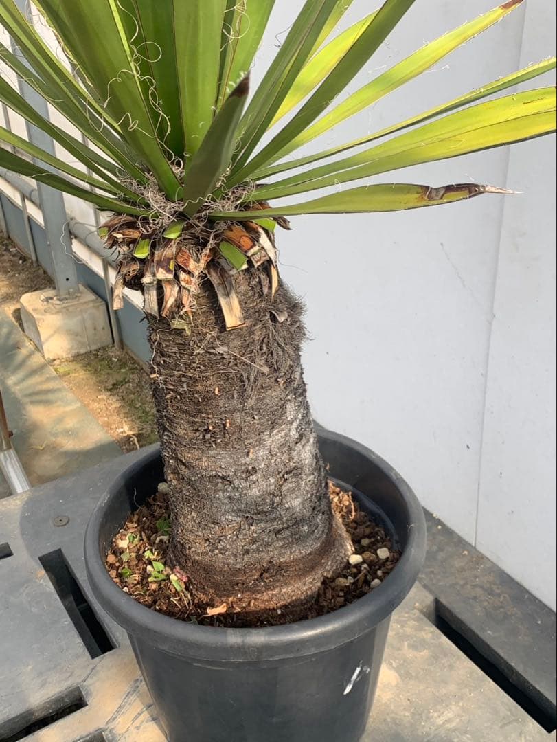 ユッカ　ファクソリアーナ