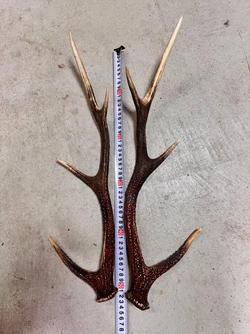 日本鹿の角 5対+1本(11本セット) - メルカリ