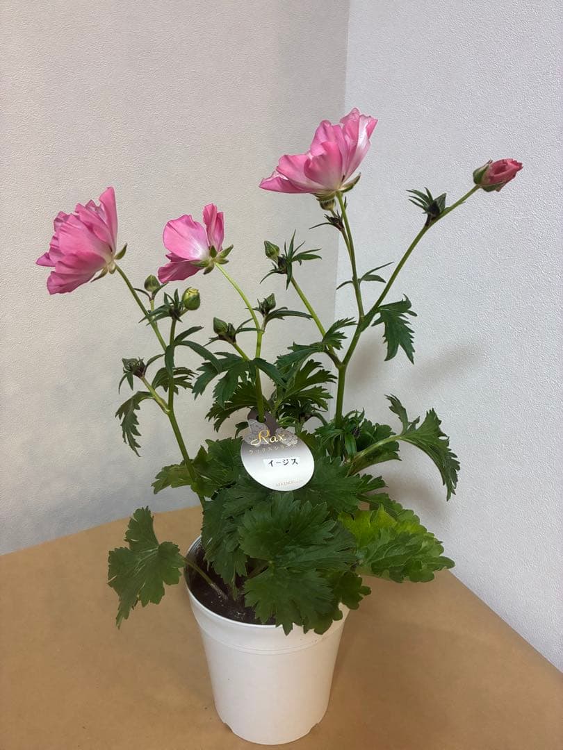 ラナンキュラスラックス イーシス ミネルバ リタイ 3苗