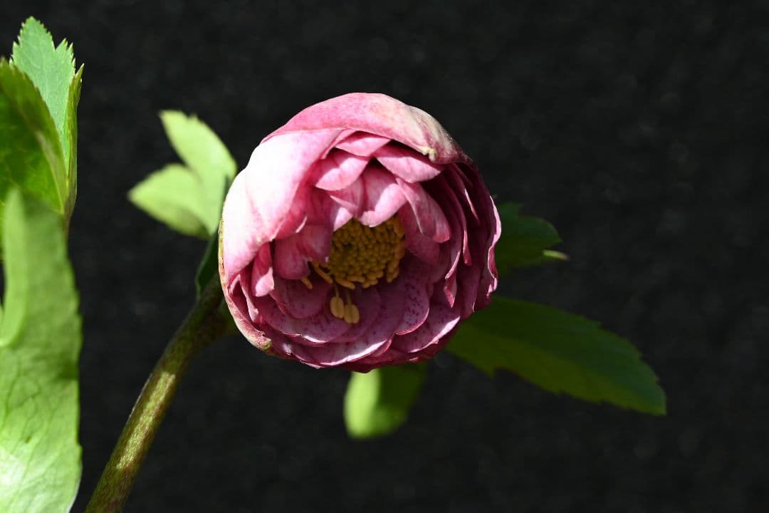 クリスマスローズ 認定毬姫 加藤農園