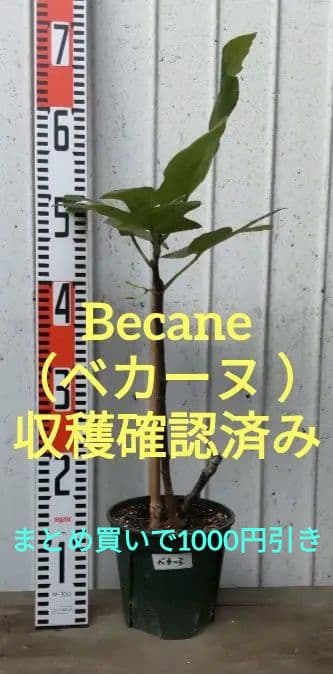 Becane（ベカーヌ ） 収穫確認済み イチジク苗