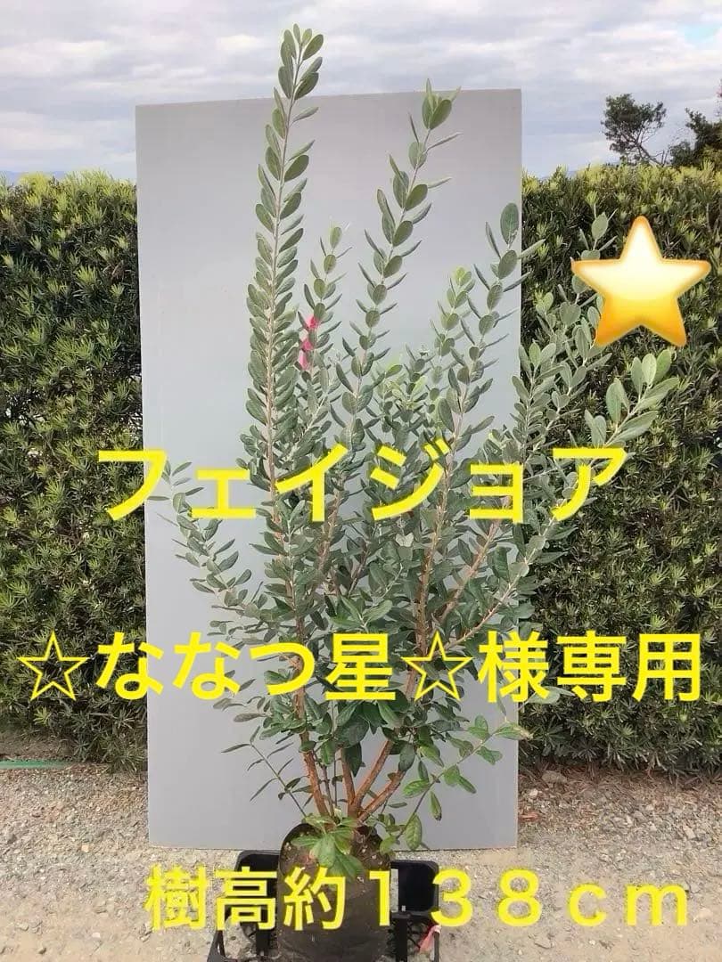 7-32果樹【フェイジョア】樹高約138cm【送料込み】 果樹,フェイジョアの購入なら赤塚植物園オンライン 花の音｜花苗