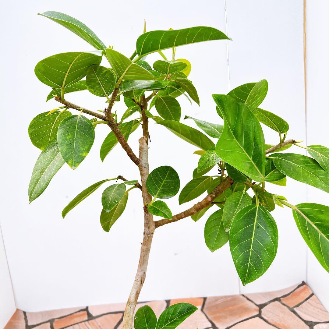フィカス ゴムの木 アルテシマ 曲がり 観葉植物 インテリアグリーン