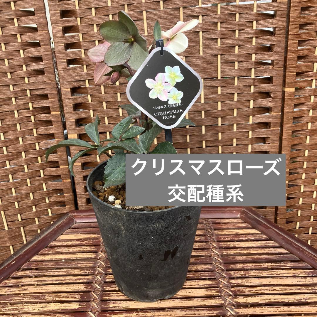 クリスマスローズ 交配種系 5号鉢 - メルカリ