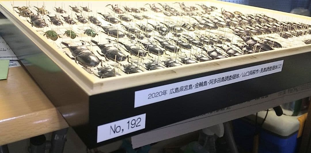 村山輝記採集・製作 クワガタ調査標本No.192（流出品）の通販はau PAY