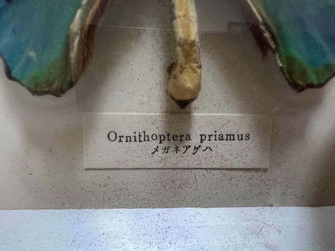 希少蝶標本メガネアゲハ（異常型）蝶標本採取現状品のみケース20x19cm