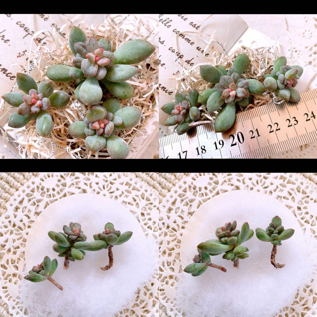 ☆ちび様☆専用です
