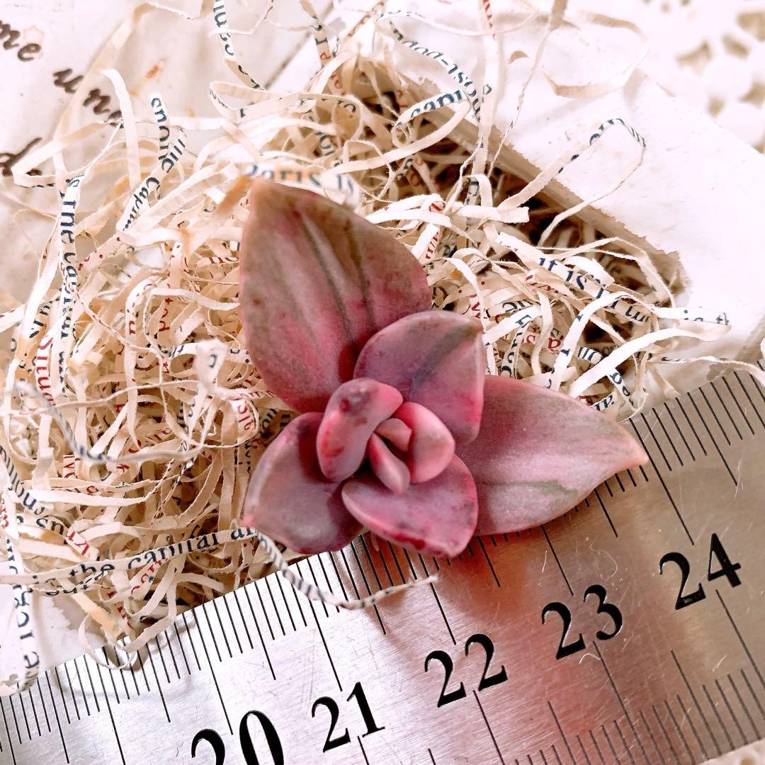 ☆ちび様☆専用です