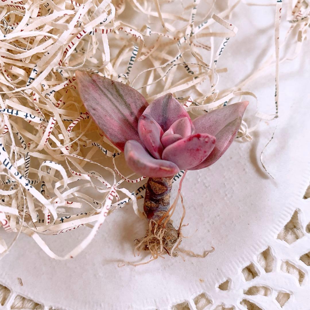 ☆ちび様☆専用です