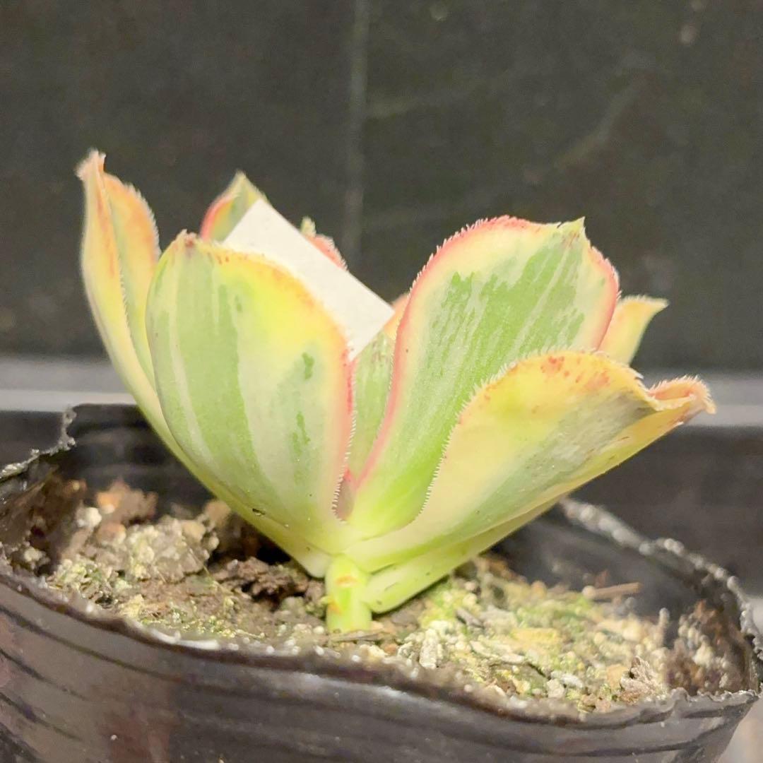 33#観葉植物ア工オニウム錦❤️ロスコフ錦❤️青花磁 1大頭1 子芽8cm