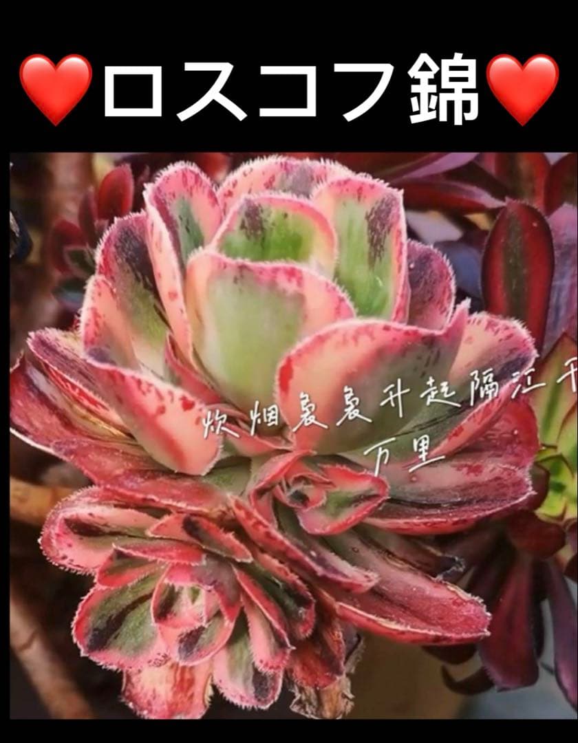 33#観葉植物ア工オニウム錦❤️ロスコフ錦❤️青花磁 1大頭1 子芽8cm