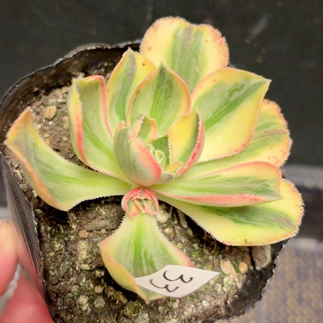 33#観葉植物ア工オニウム錦❤️ロスコフ錦❤️青花磁 1大頭1 子芽8cm