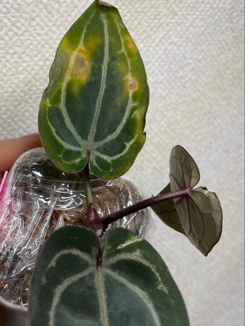 まるまる (片付け中につき価格交渉有)