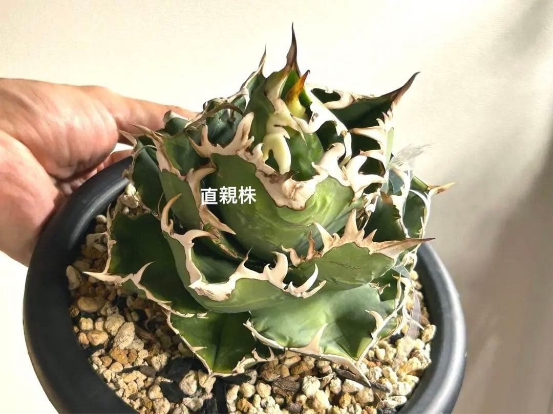 アガベ cok-cg01 子株 チタノタ オテロイ （CG1 追星） - メルカリ