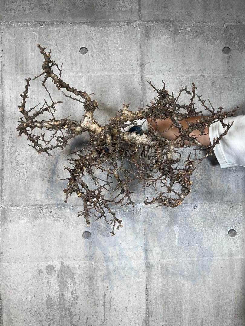 S*e様 31 コミフォラ sp エイル ソマリア産 超美樹形 超大株 鮮度抜群