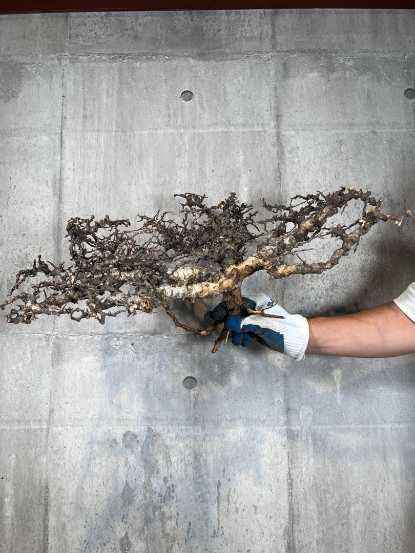 S*e様 31 コミフォラ sp エイル ソマリア産 超美樹形 超大株 鮮度抜群