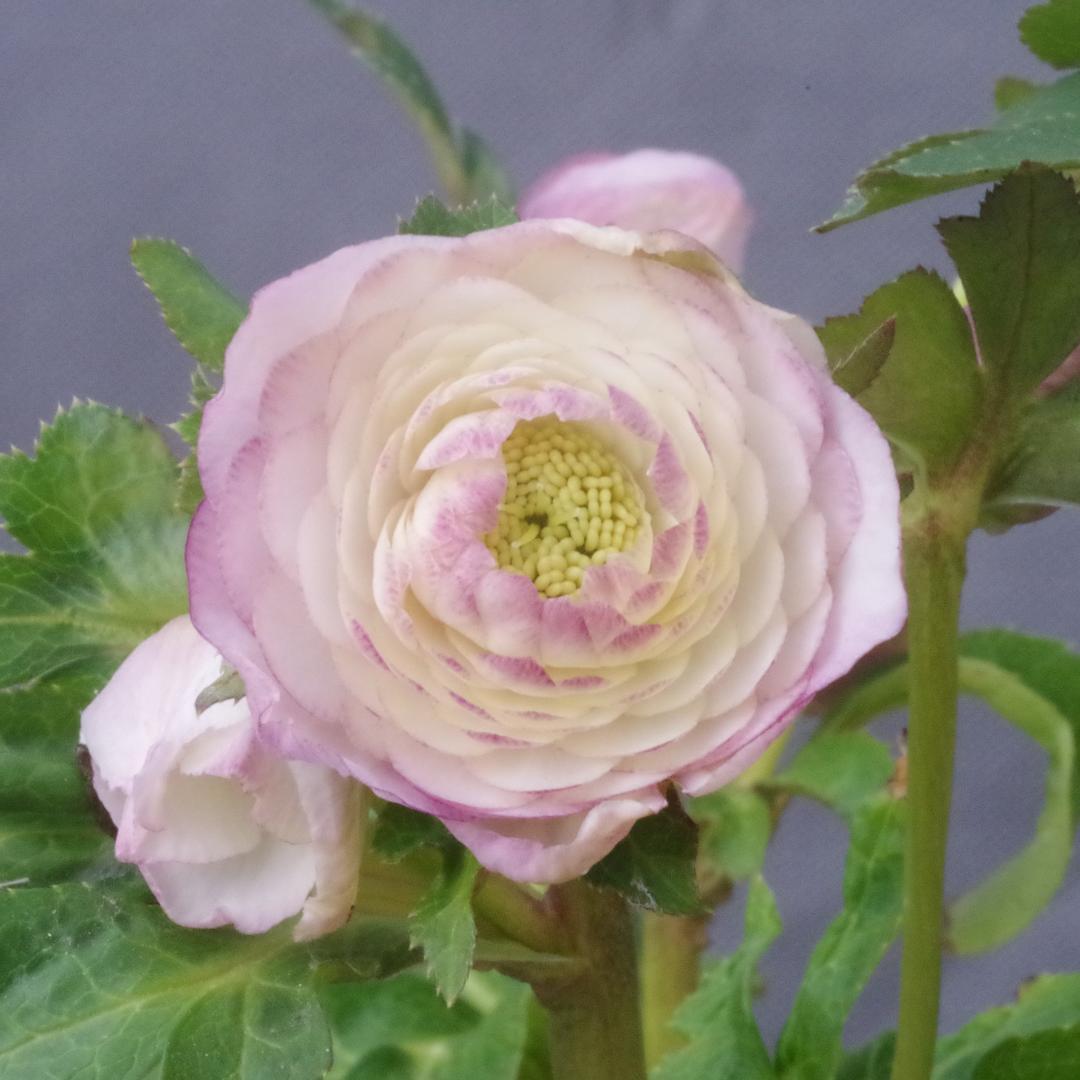 7507 認定！ホワイトアフロディーテクリスマスローズ開花加藤農園