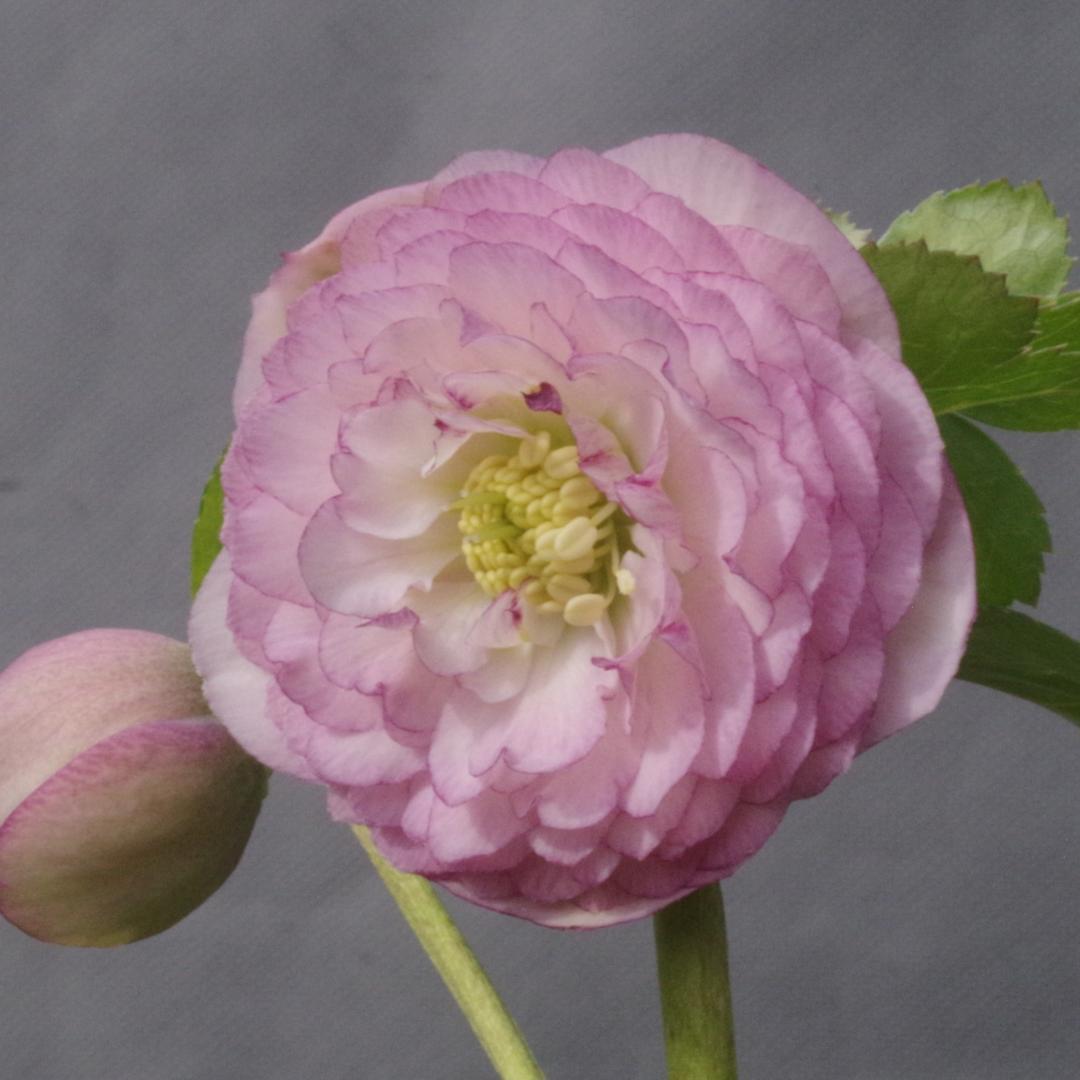 7507 認定！ホワイトアフロディーテクリスマスローズ開花加藤農園