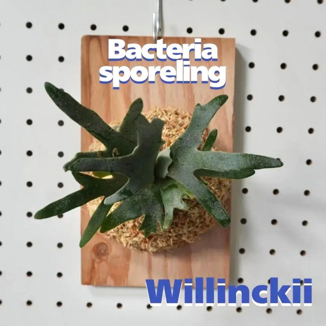 willinckii ビカクシダ ウィリンキー バクテリア 板付株　B-1 現品】ビカクシダ・ウィリンキー・バクテリア 胞子培養 P. willinckii