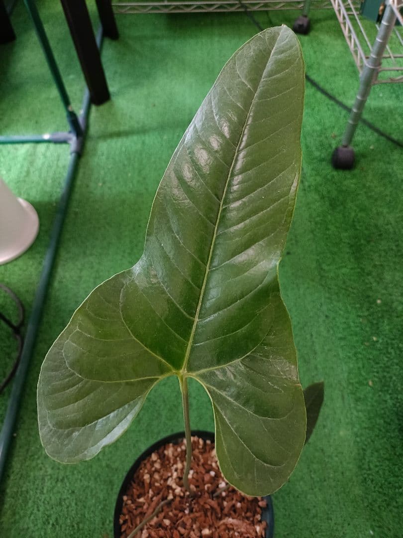 Anthurium Ivanportillae アンスリウムイヴァンポルティラエ - メルカリ