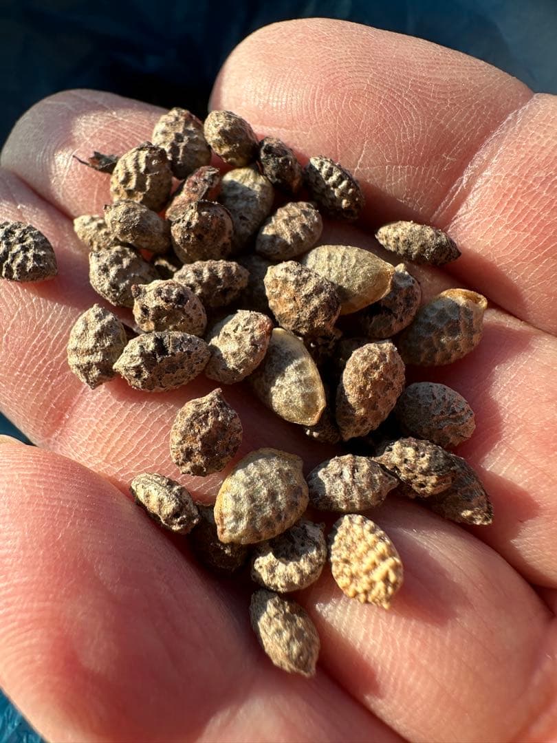 アデニア　ペチュエリー　種子　5個 アデニア ペチュエリー 種子 5粒 2025-2月輸入 - メルカリ