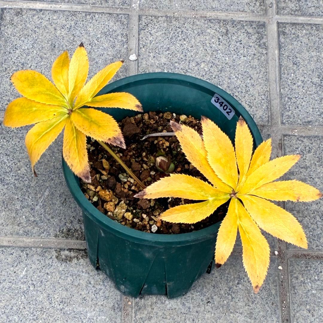 プ*ン様 3402☘️蕾付き☘️⭐️極上⭐️蜃気楼交配⭐️小輪⭐️ぼかし⭐️多花