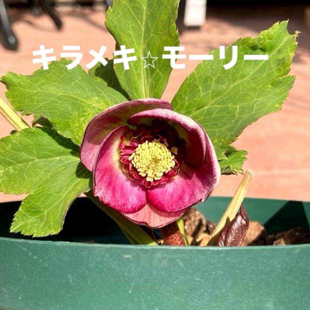 クリスマスローズ開花株 加藤農園 キラメキ⭐︎モーリー - メルカリ