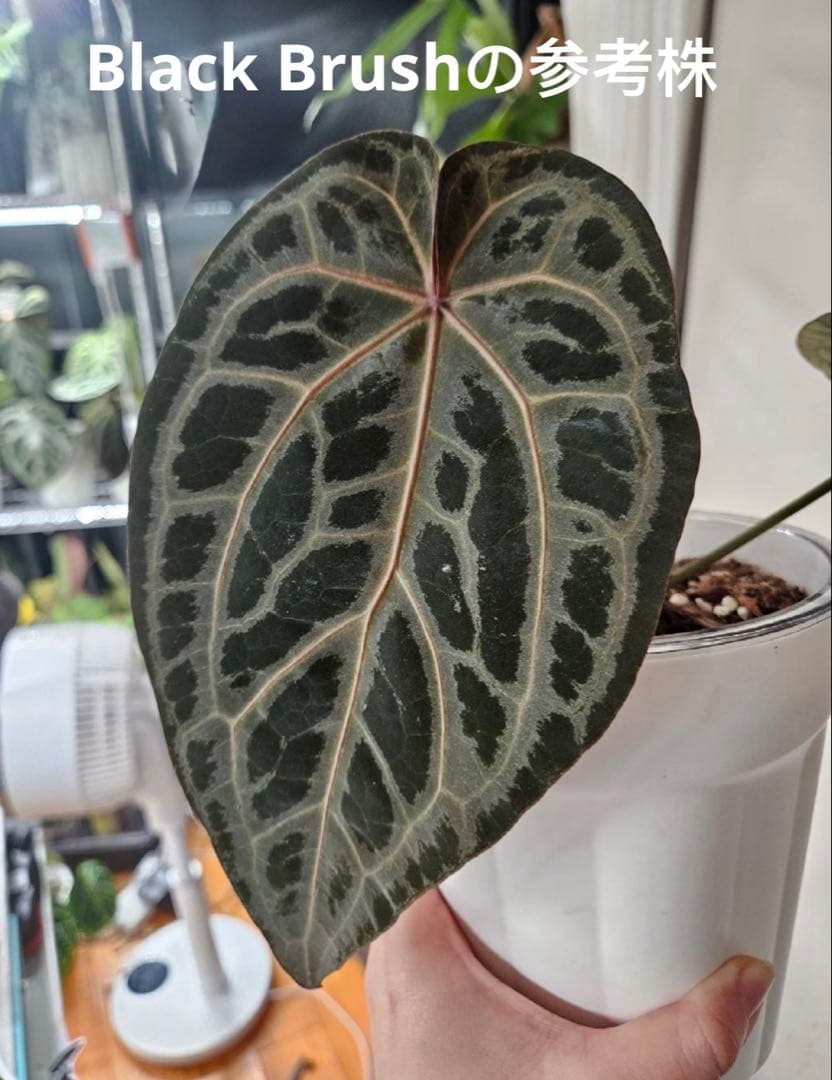 Anthurium Black Brush x Michelle 実生株 その他観葉植物