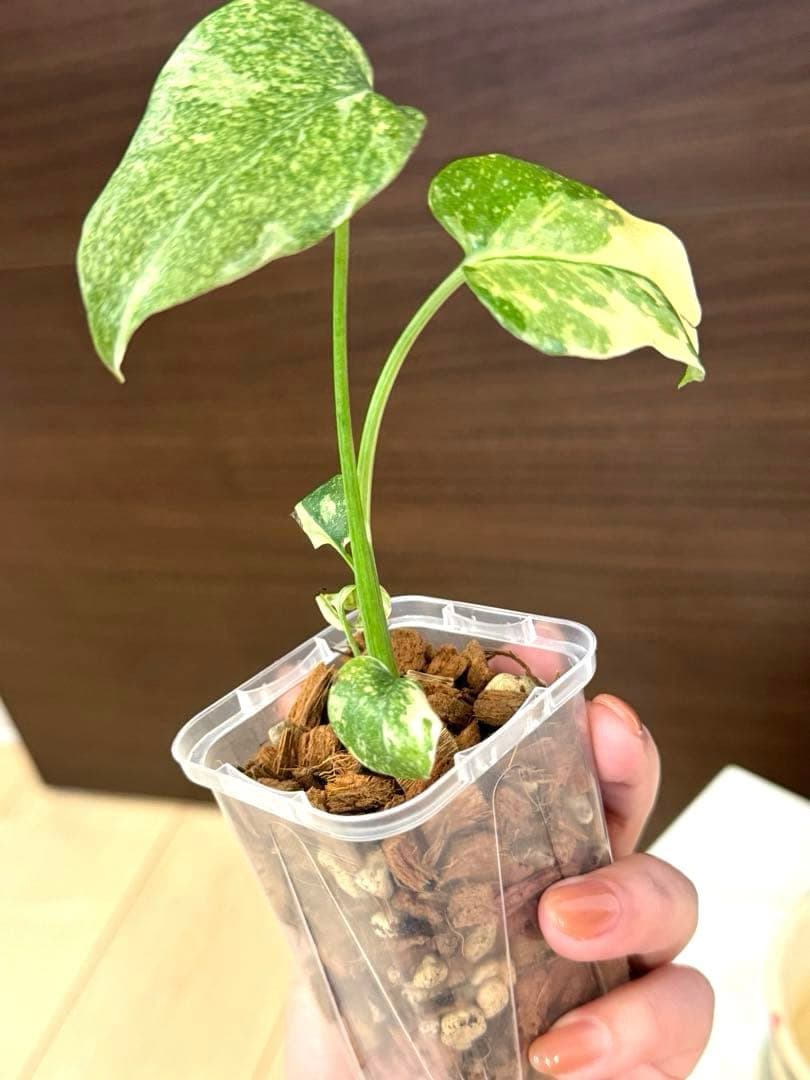 超希少最高級】Monstera Legacy Variegata レガシー - メルカリ