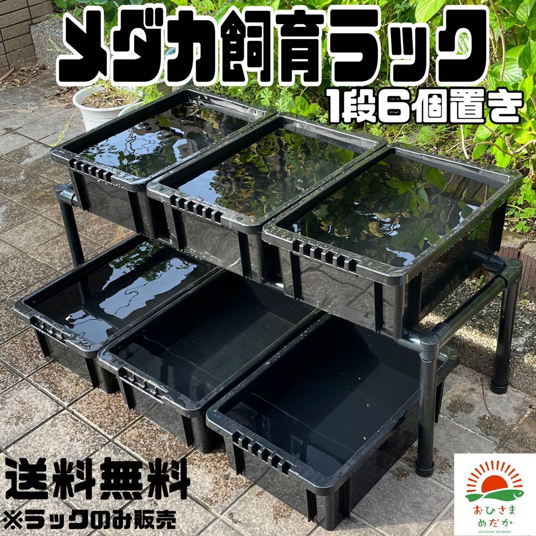 ☆メダカ飼育ラック 黒1段6個置き☆ めだか飼育ケース 産卵 撮影