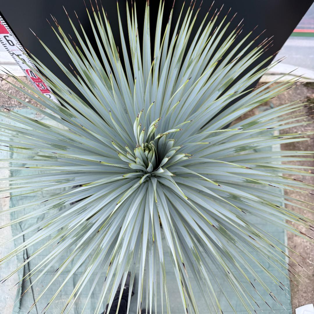 【AL1019】ユッカ　ロストラータ　シルバーブルー個体　超極太　超超美形