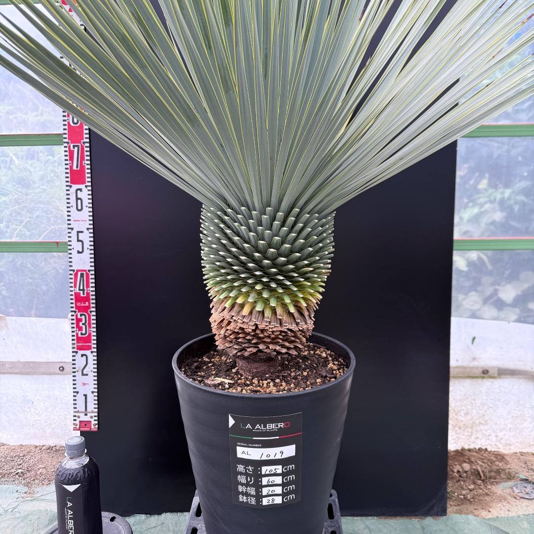 【AL1019】ユッカ　ロストラータ　シルバーブルー個体　超極太　超超美形