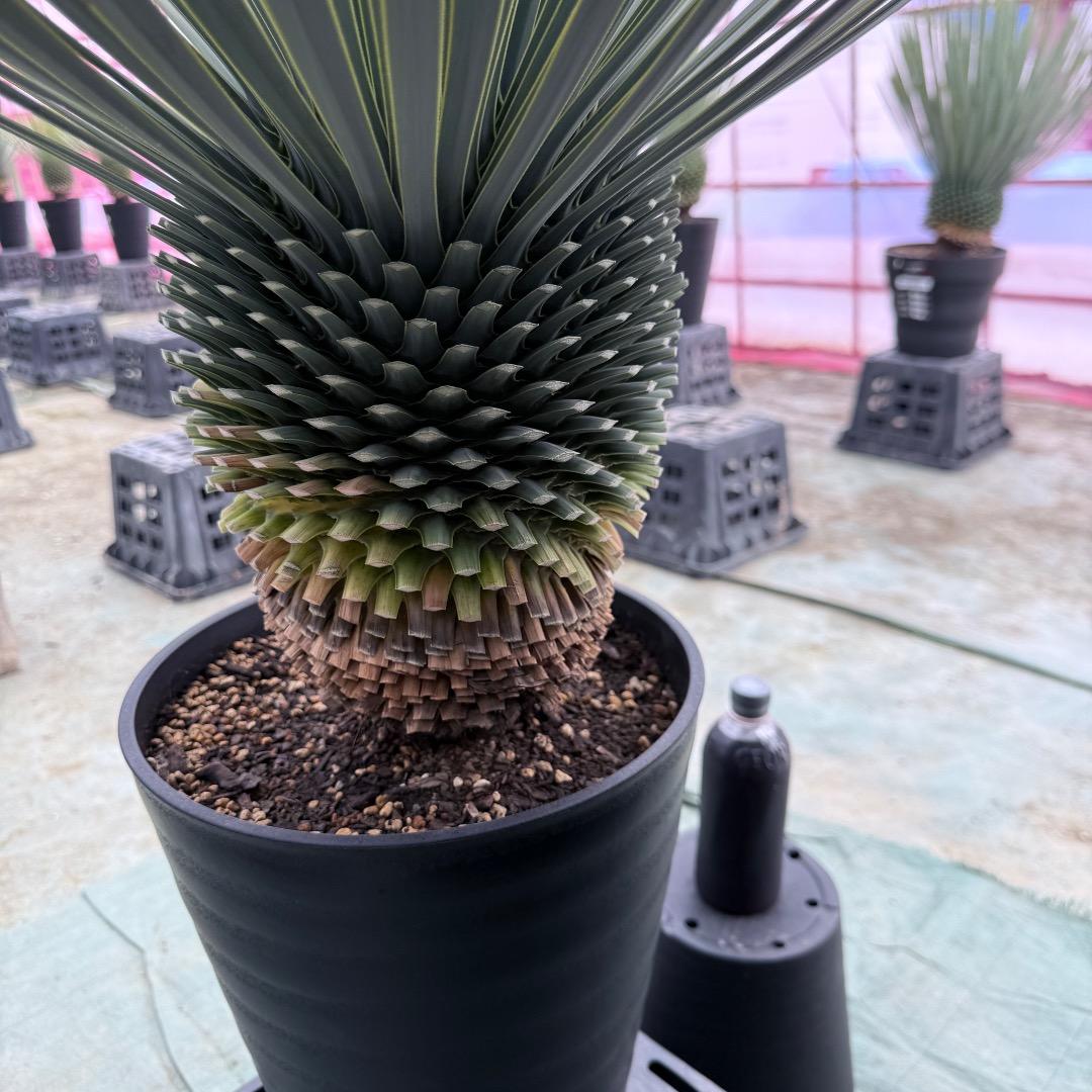 【AL1019】ユッカ　ロストラータ　シルバーブルー個体　超極太　超超美形