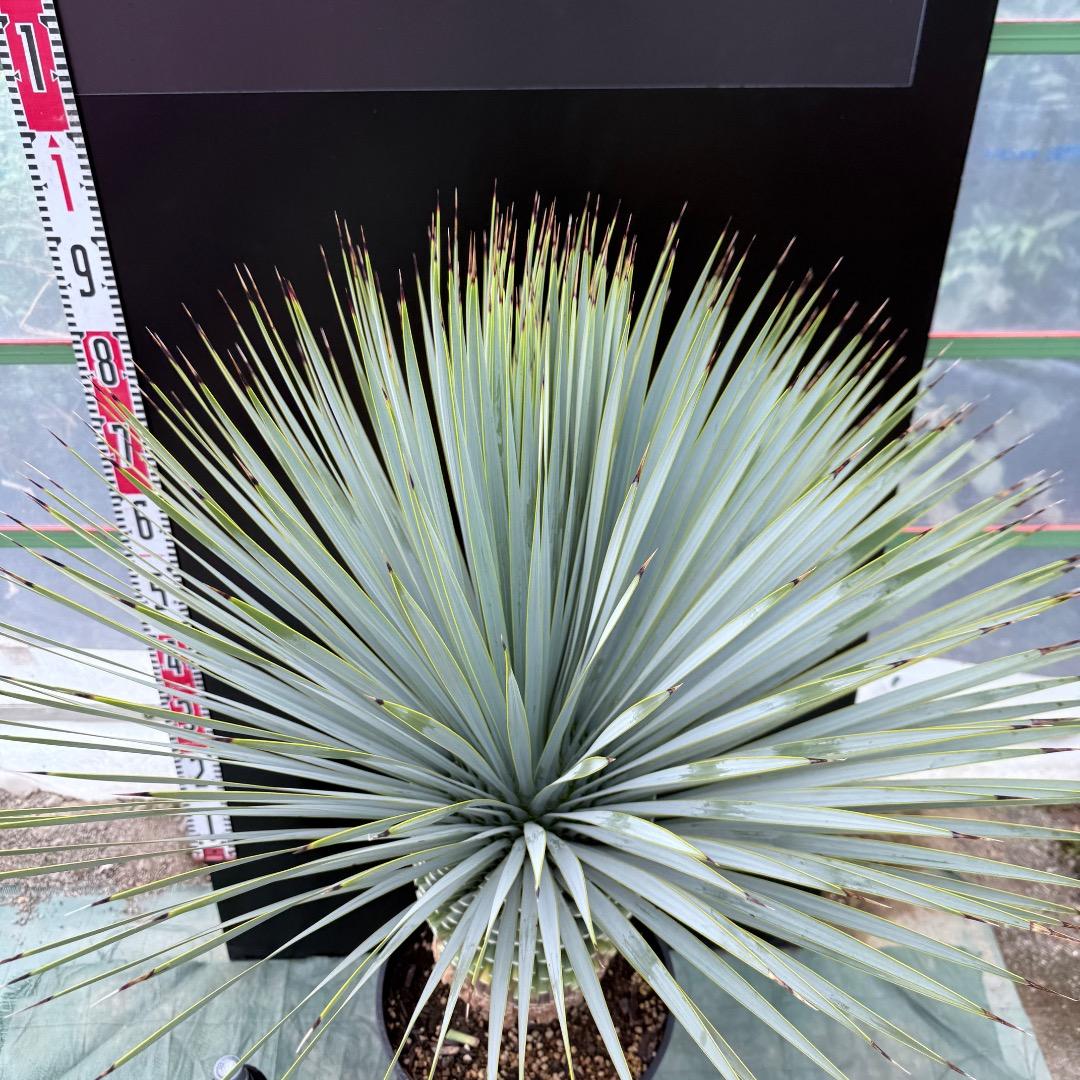 【AL1019】ユッカ　ロストラータ　シルバーブルー個体　超極太　超超美形