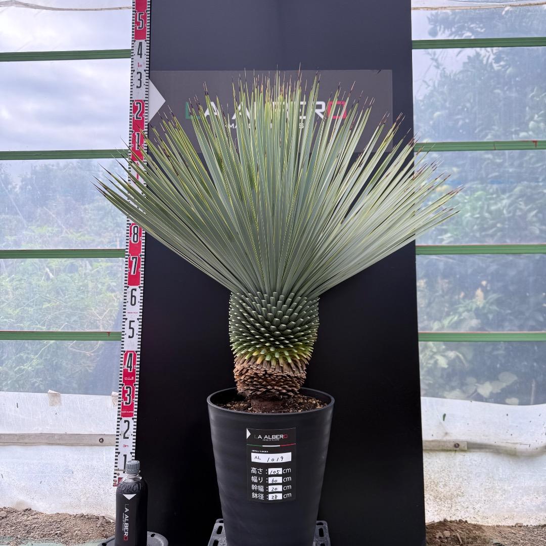 【AL1019】ユッカ　ロストラータ　シルバーブルー個体　超極太　超超美形