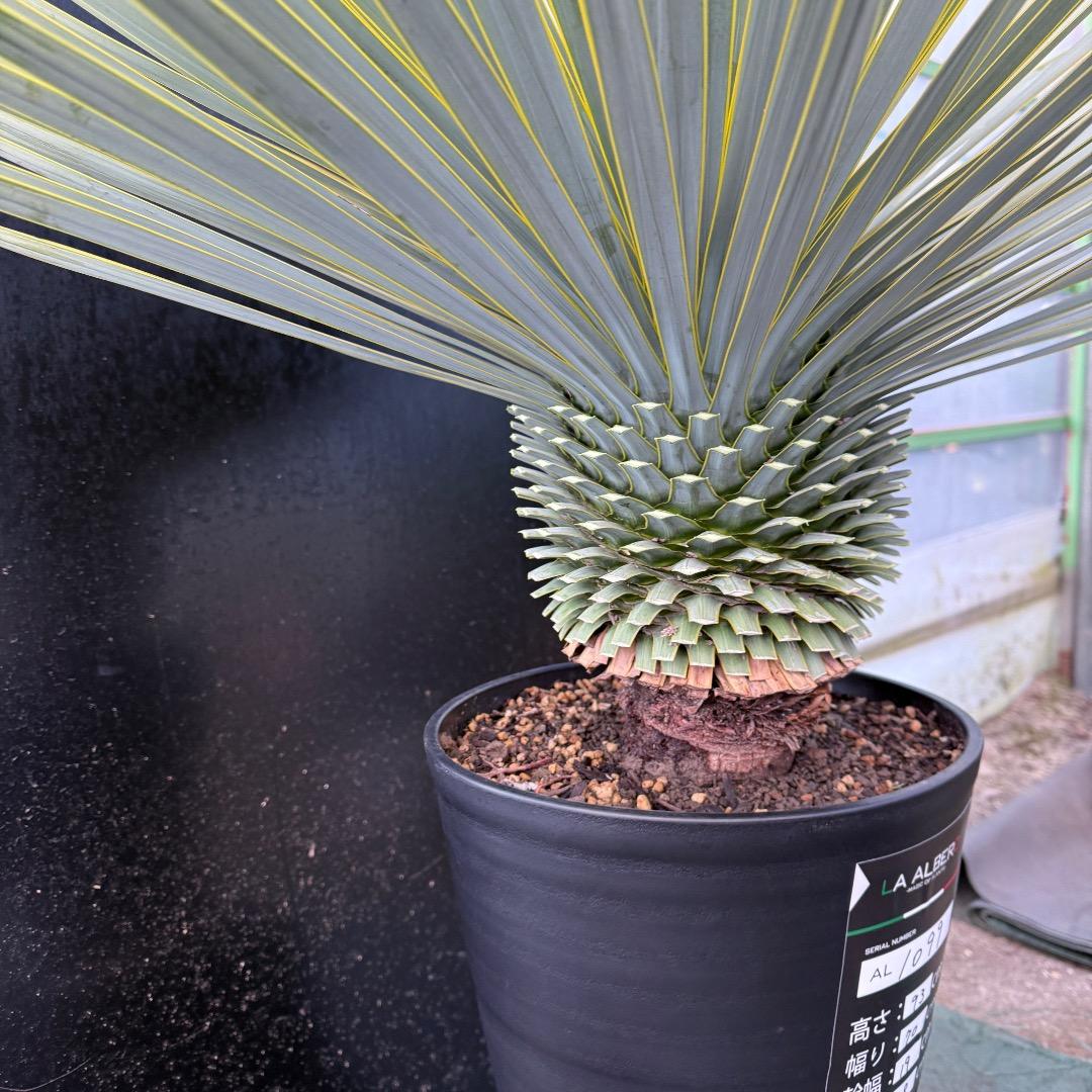 M*n様 【AL1099】ユッカ ロストラータ 超美形