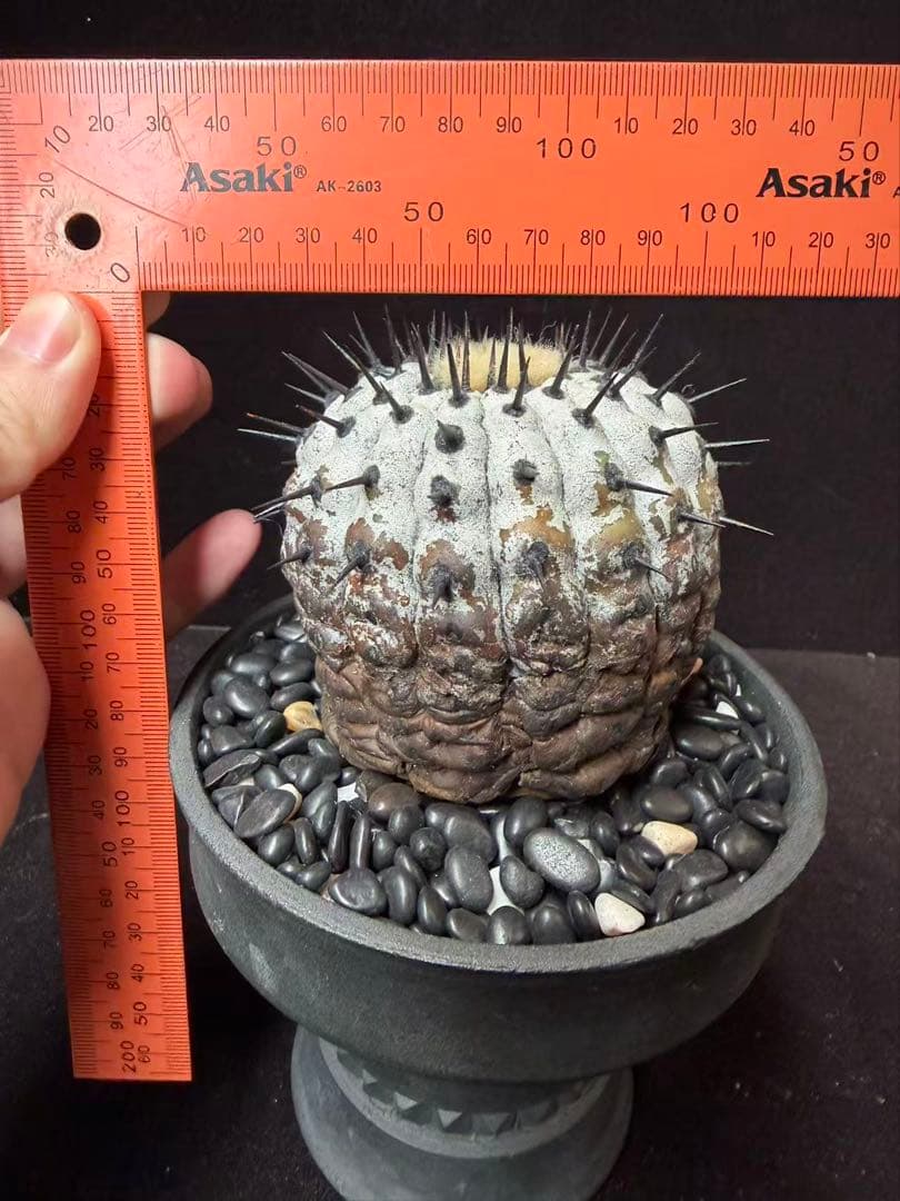限定発売 コピアポア 黒王丸 Copiapoa cinerea手作り樹脂粘土ク - メルカリ