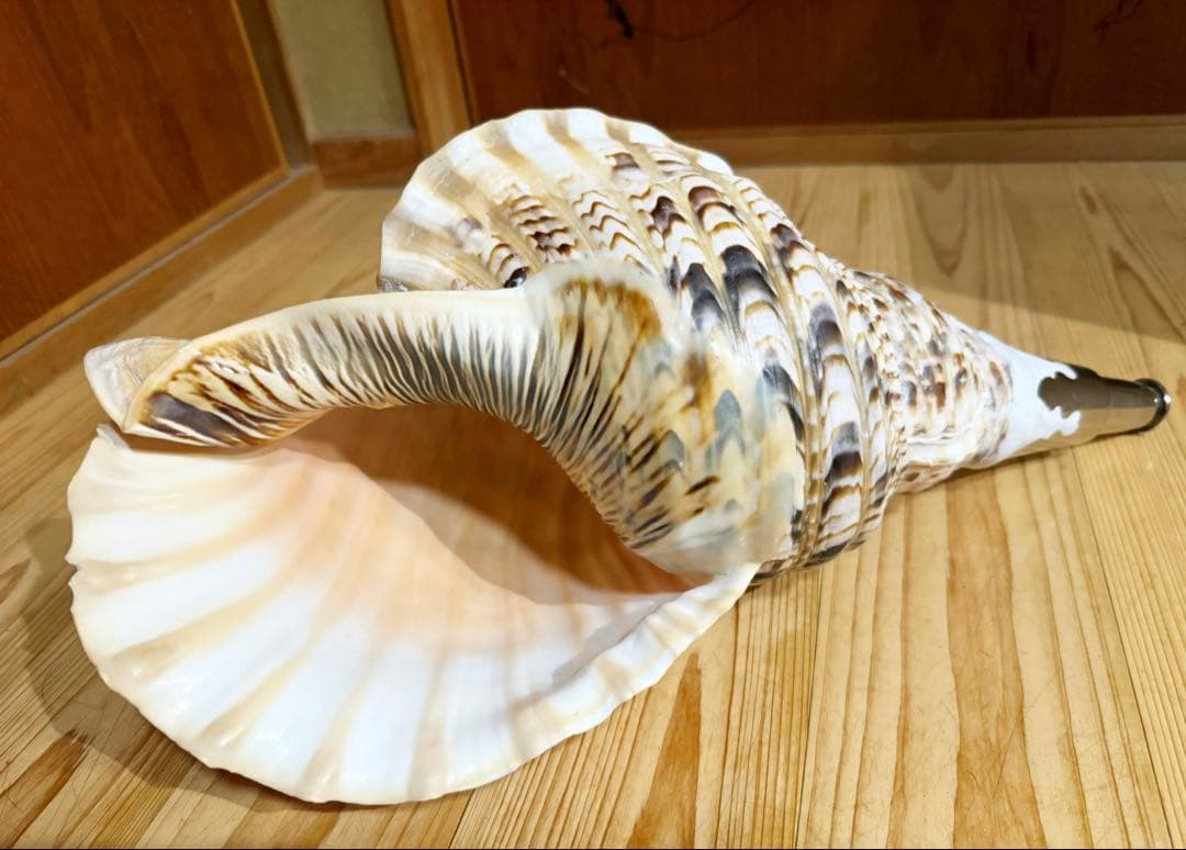 a*0様 希少特大肉厚45㎝修験道法螺貝　山伏　密教　魔除け　熊よけ❣️ほら貝ホ