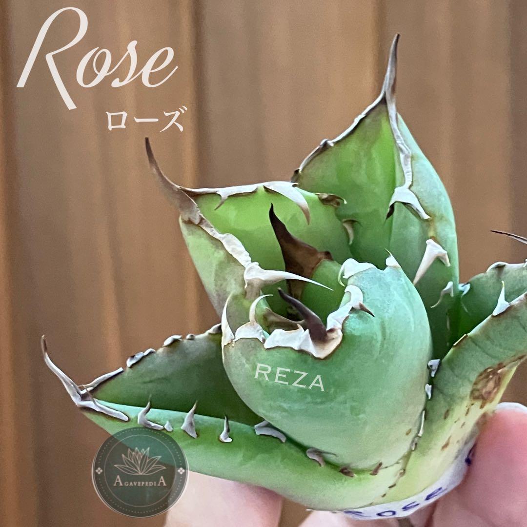 選抜祭【REZA特選株】15イラン株 アガベ チタノタ ローズ タイプB